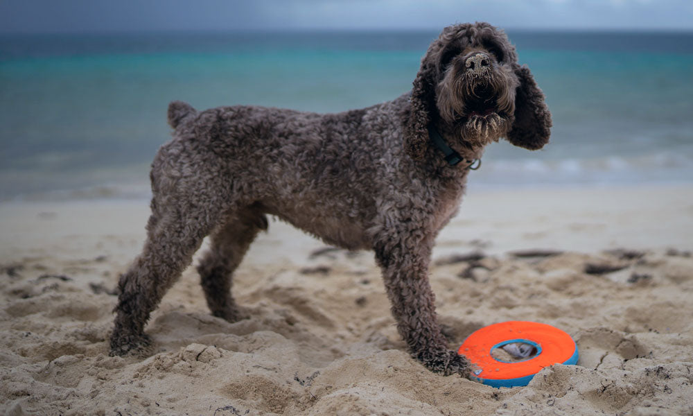 Lagotto Romagnolo  by Dmitriy Piskarev on Pexels