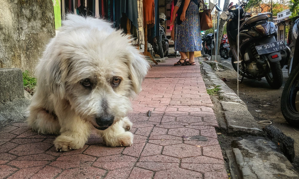 Sad dog Photo by Amruth Pillai on Unsplash