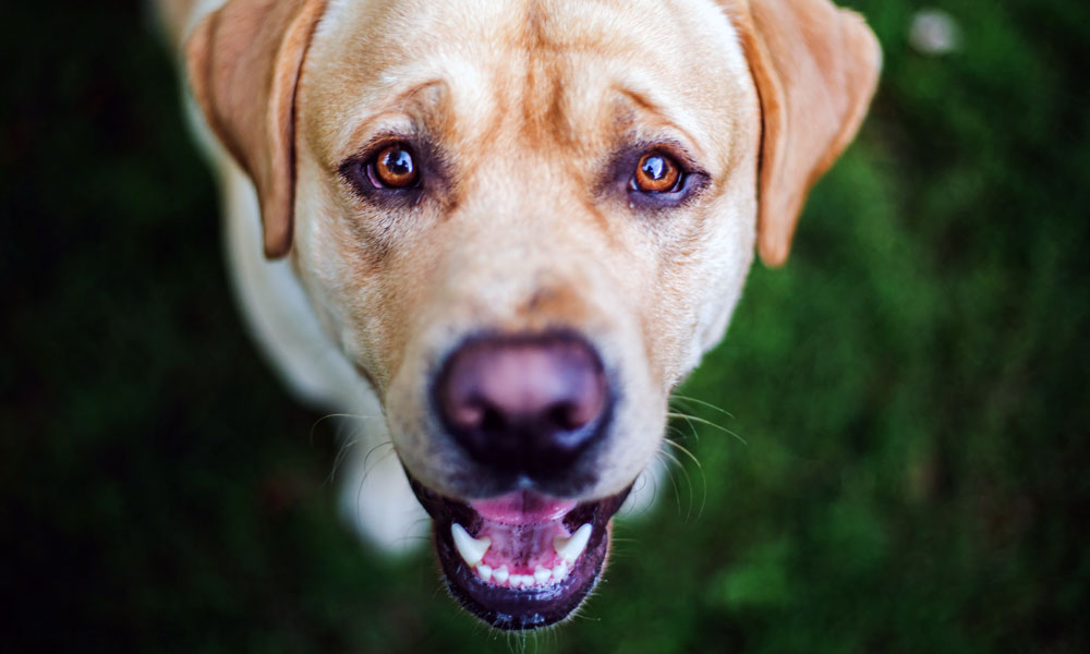 Lab photo by Christy Rice on Pexels