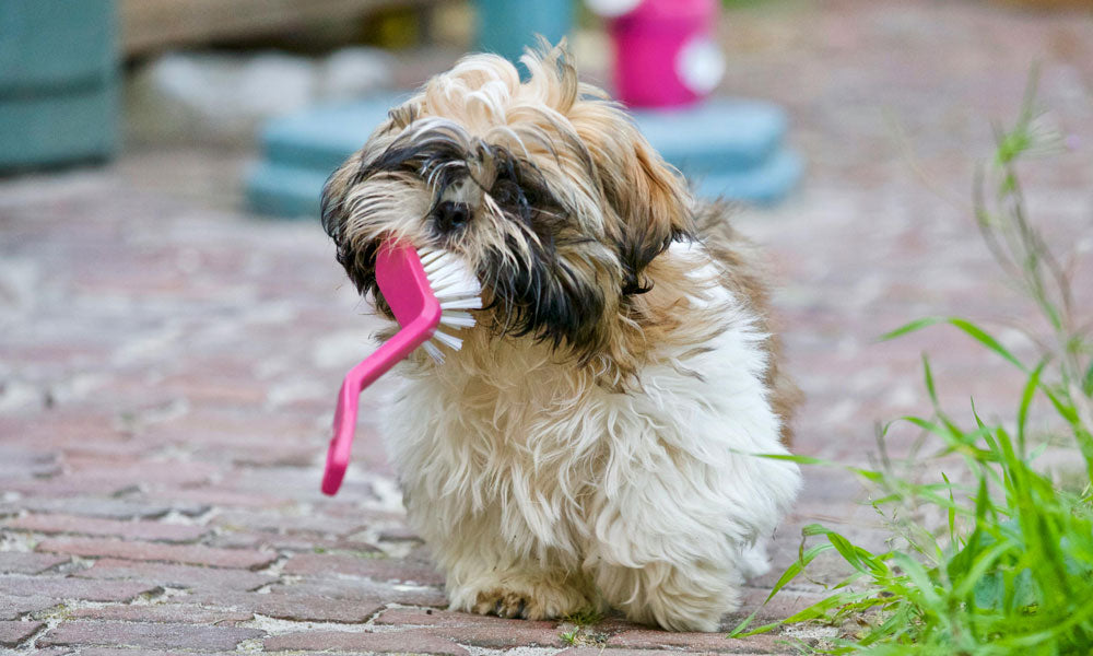 Shaggy dog photo by Matthias Zomer on Pexels