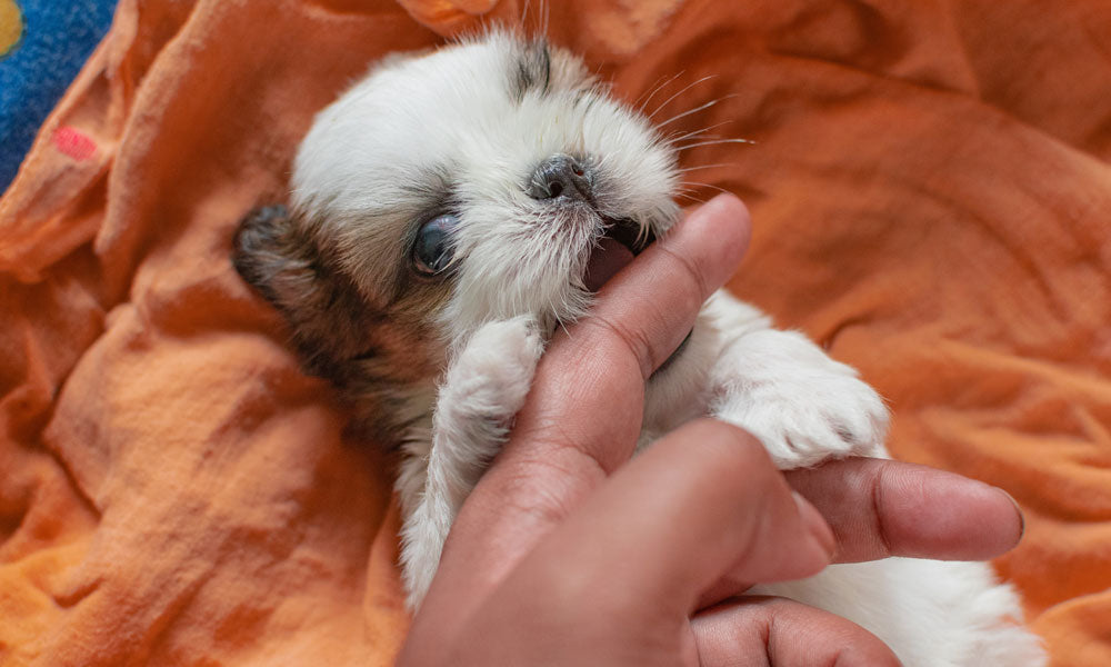 Shih Tzu puppy photo by Kinshuk Bose on Unsplash