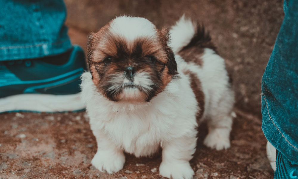 Shih Tzu puppy photo by Caio on Pexels