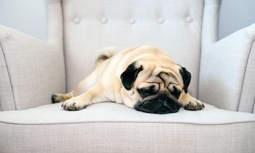 Pug by freestocks.org on Pexels