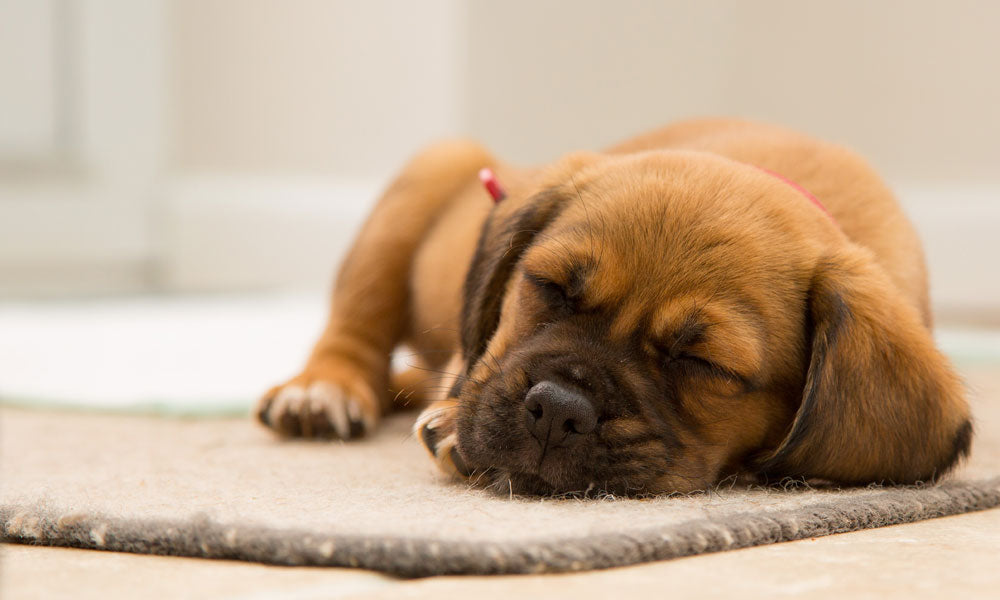 Brown dog by Torsten Dettlaff on Pexels