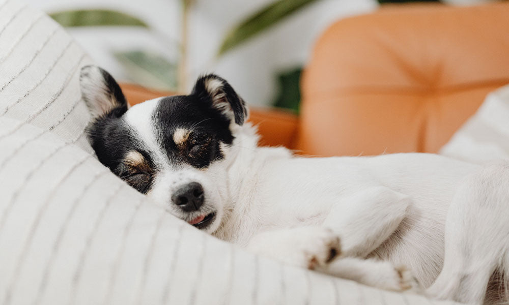 Terrier by Carolina Grabowska on Pexels