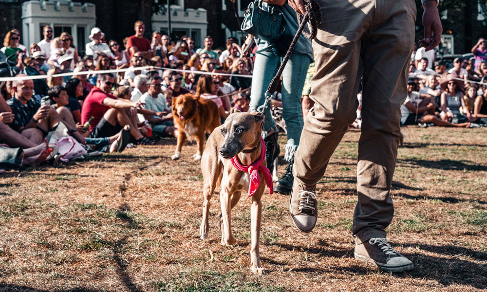 Dog show Photo by Sebastian Coman Travel on Pexels