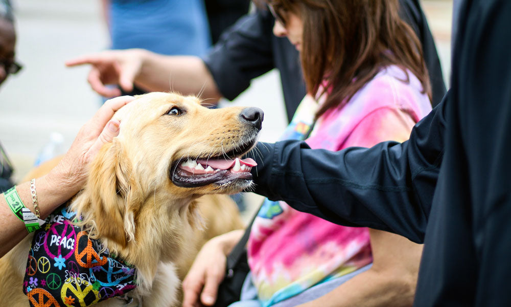 Happy retriever photo by Rosemary Ketchum on Pexels