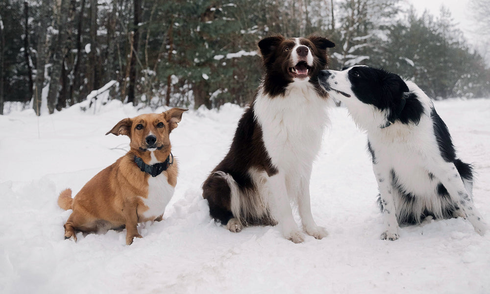 Snow dogs photo by Elina Volkova on Pexels