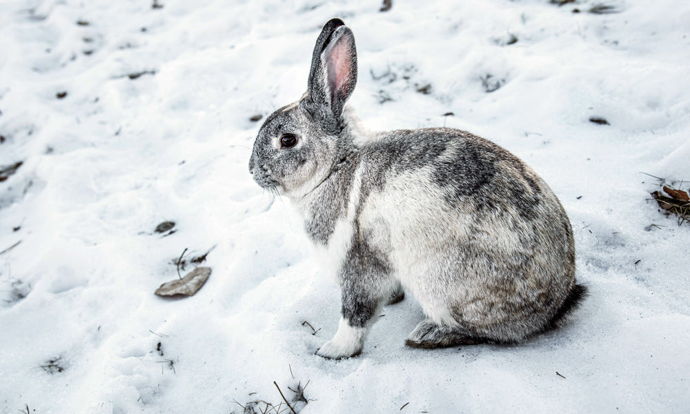Snow rabbit photo by Wild Shots Photography on Pexels