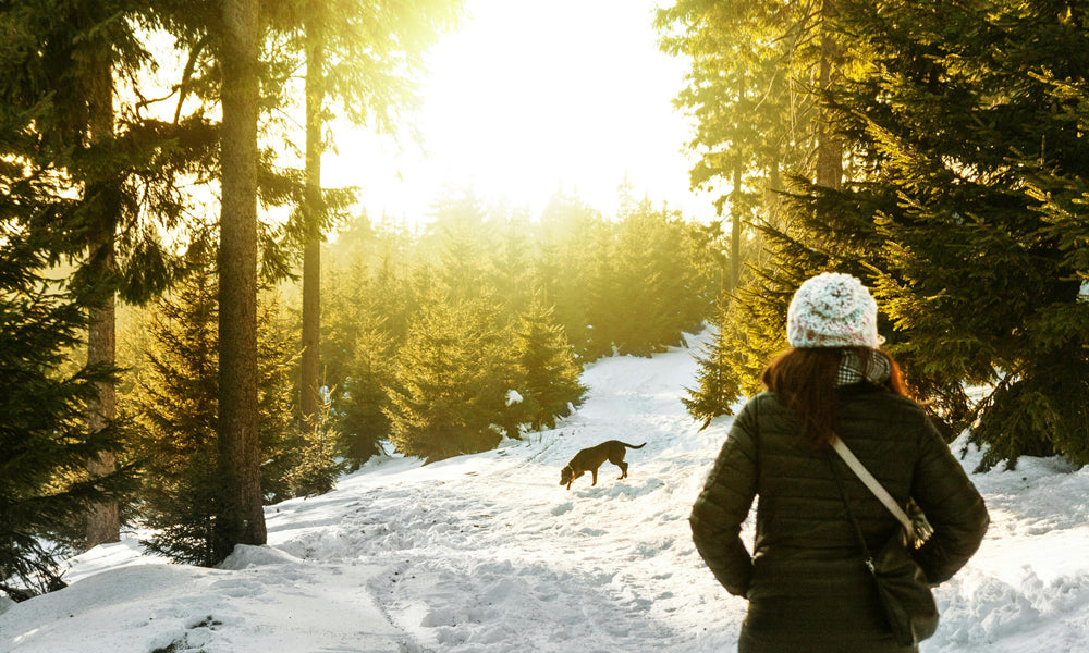 Snowy dog walk photo by Daniel Frank on Pexels