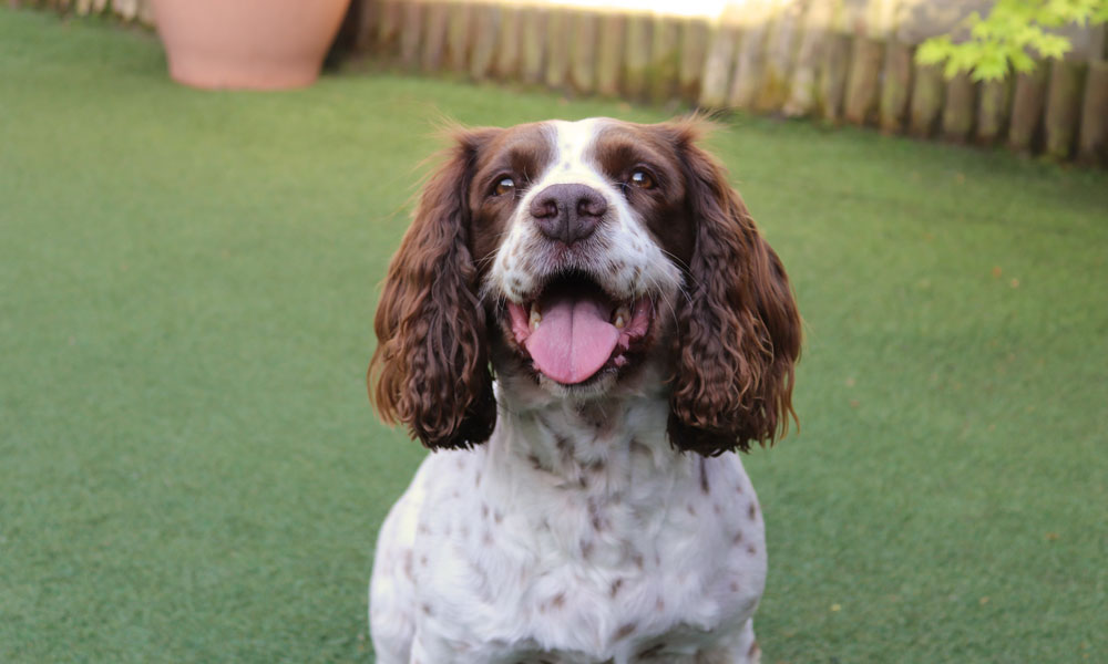 Springer Spaniel - Photo by Dan on Unsplash