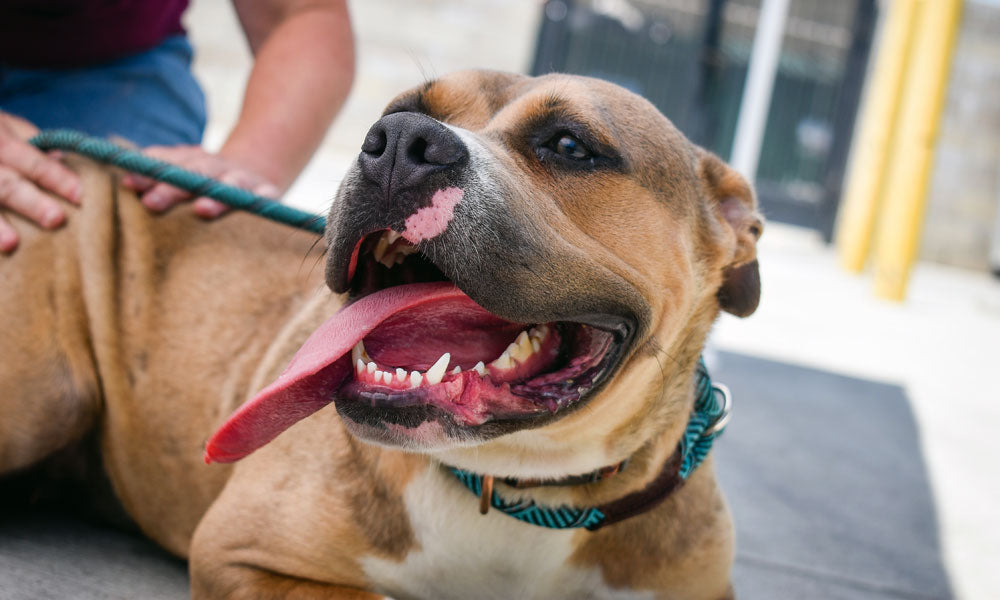 Staffie photo by Cierra Voelkl on Unsplash