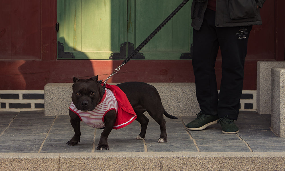 Well dressed staffie: Photo by Yohan Cho on Unsplash