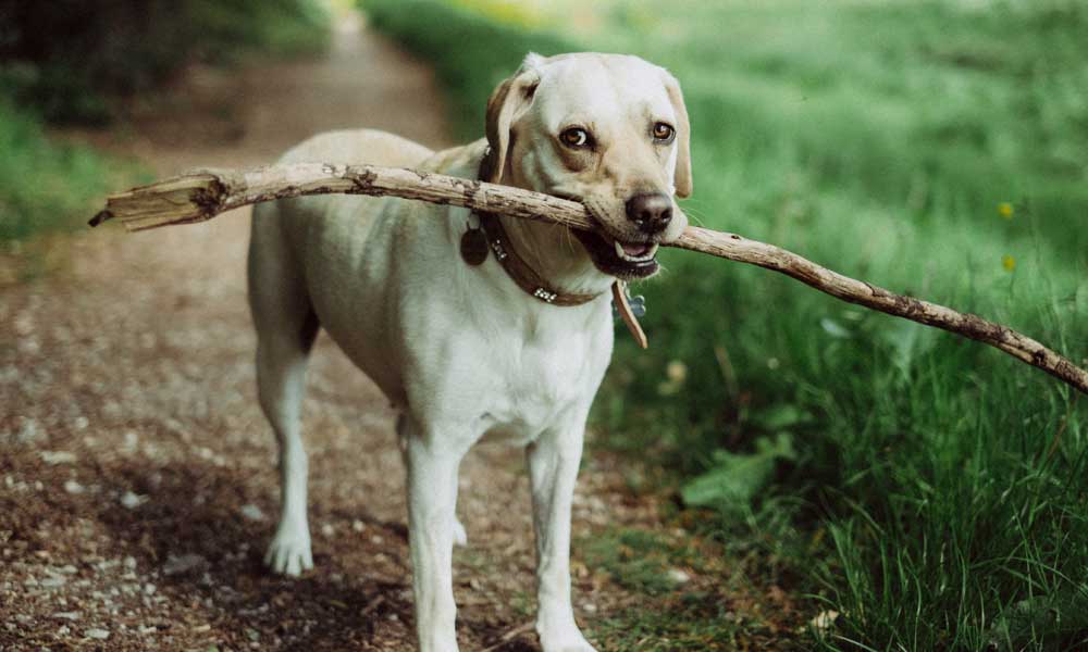 Labrador pic by Mitchell Orr on Unsplash