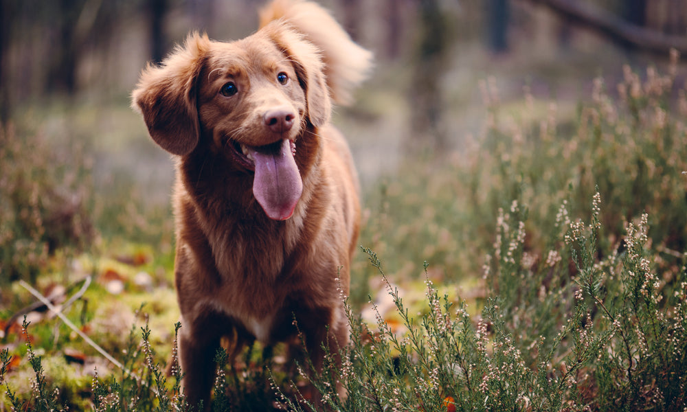 Brown dog Photo by Jamie Street on Unsplash