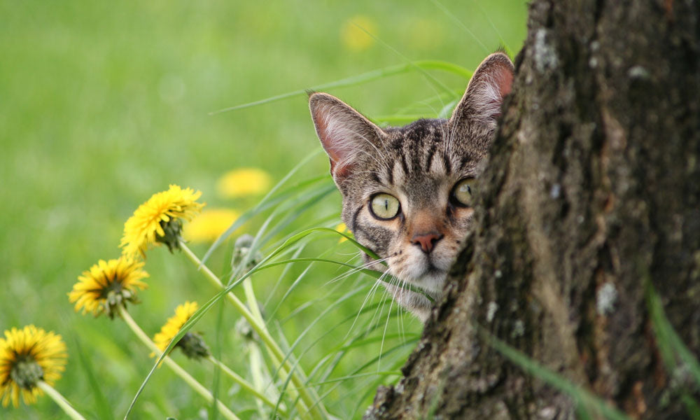 Tabby Photo by Pixabay on Pexels