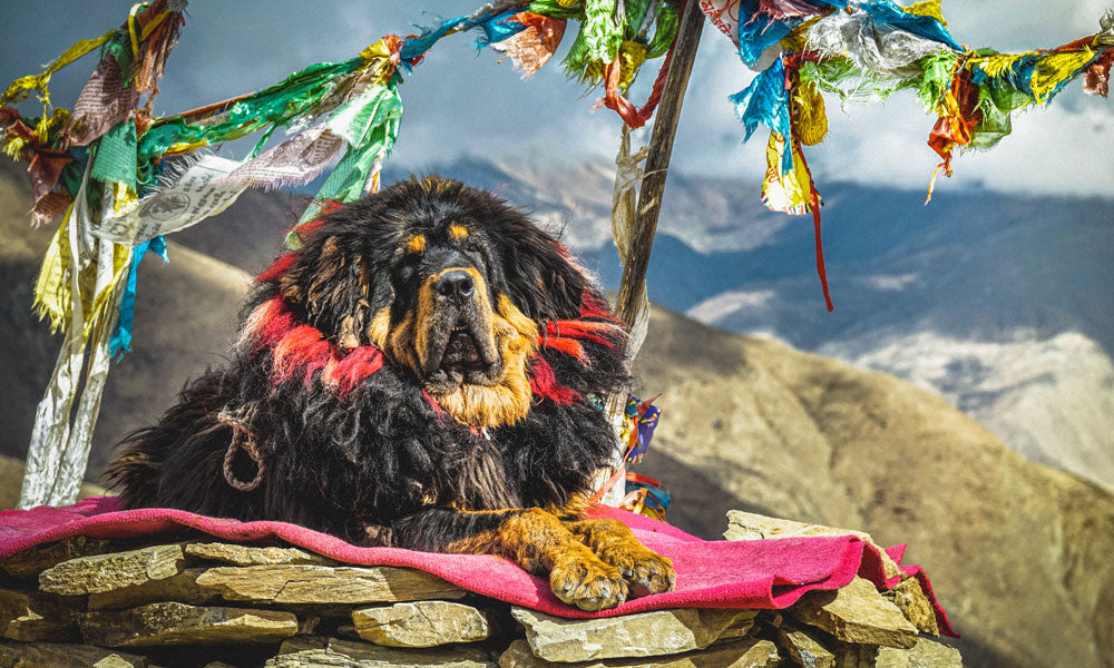 Tibetan Mastiff photo by Grisha Grishkoff on Pexels