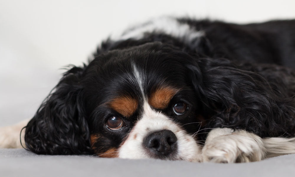 Tricolor Cavalier King Charles Spaniel by Radovan Zierik on Pexels