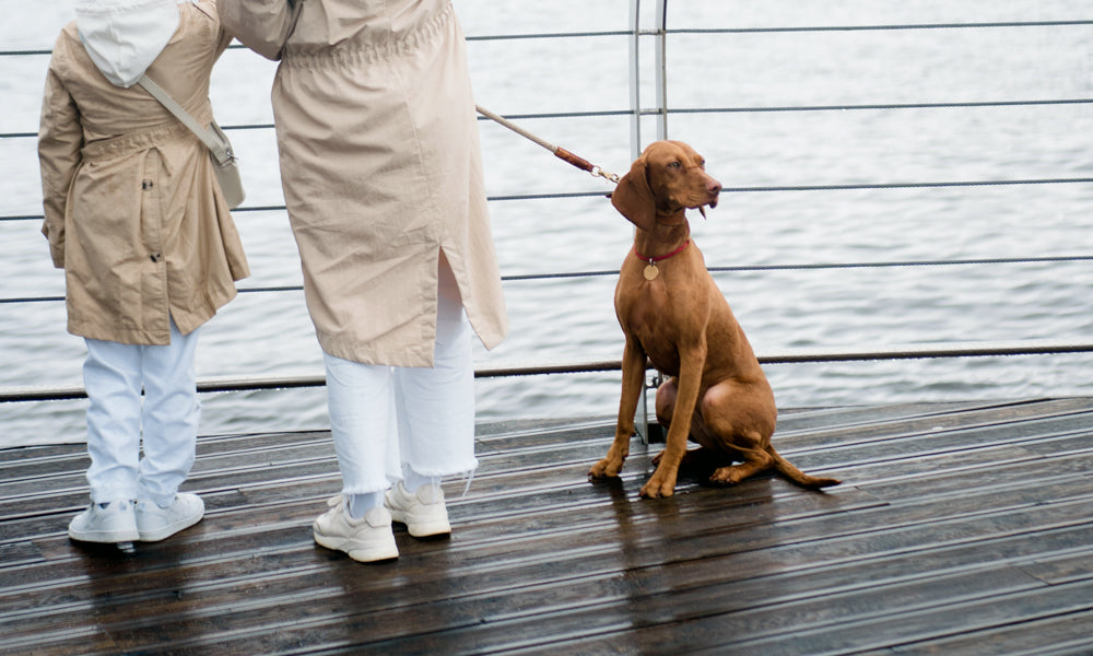 Vizsla on deck, photo by Ron Lach on Pexels