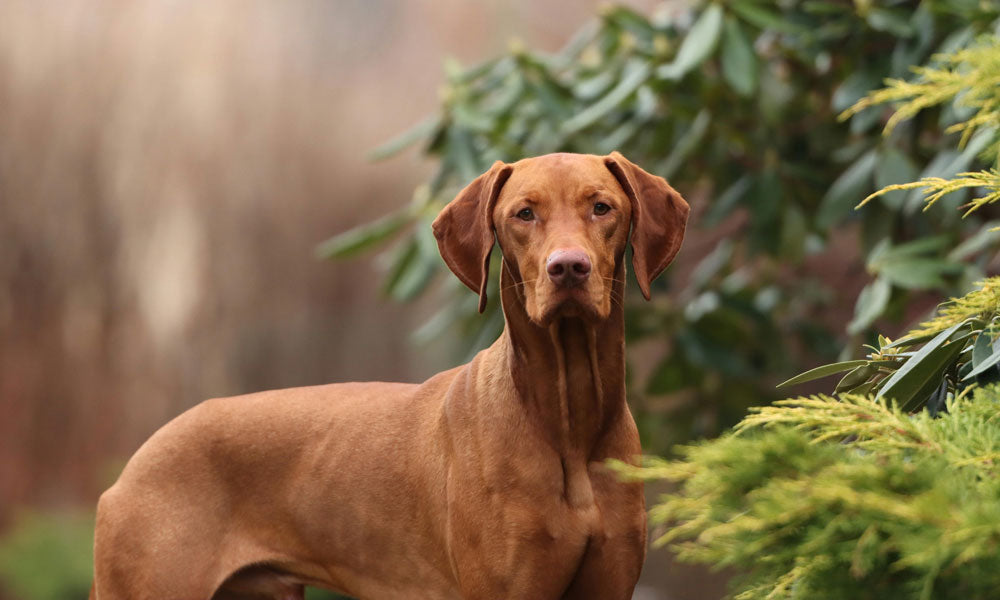 Vizsla pic Efrem Efre on Pexels