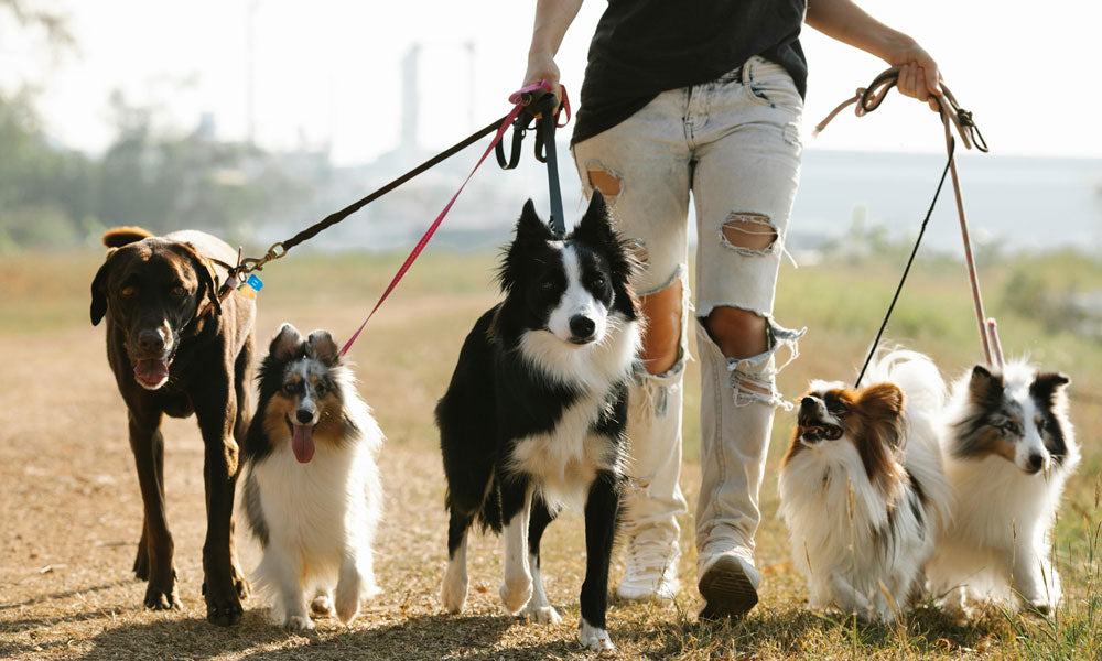 Walking dogs photo by Blue Bird on Pexels