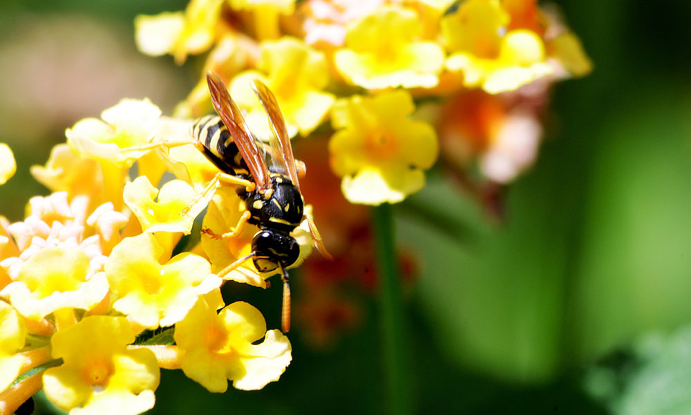 Wasp Photo by soufiane koraichi on Unsplash