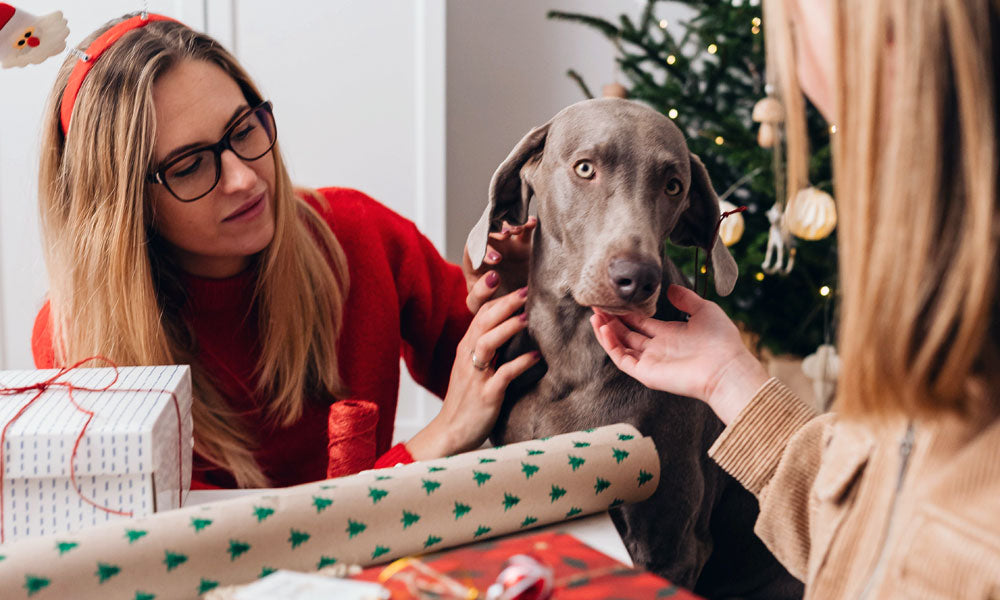 Weimaraner photo by Karolina Grabowska on Pexels