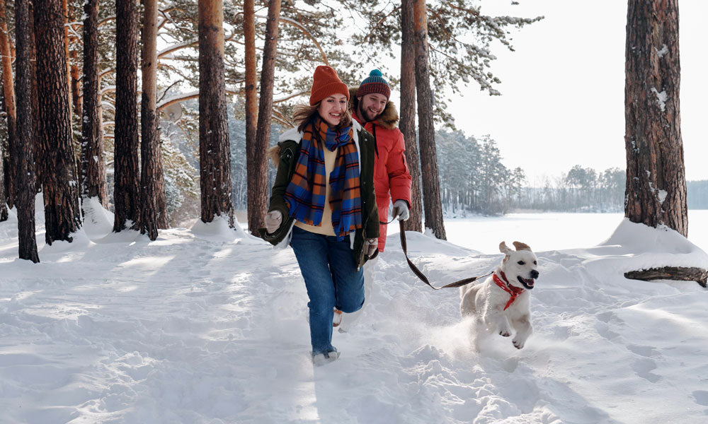 Winter dog walk photo by Boris Pavlikovsky on Pexels