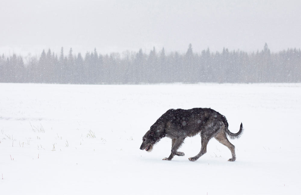 Wolfhound photo by Martina Vitáková on Unsplash