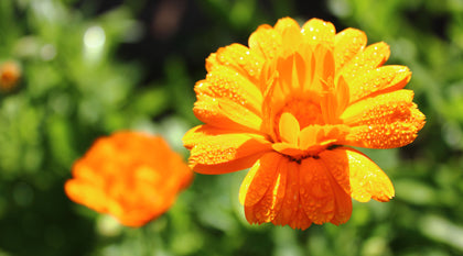 Calendula: The Sunshine Herb – Motherlove Herbal Company