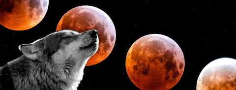 bloodmoonwolf_480x480