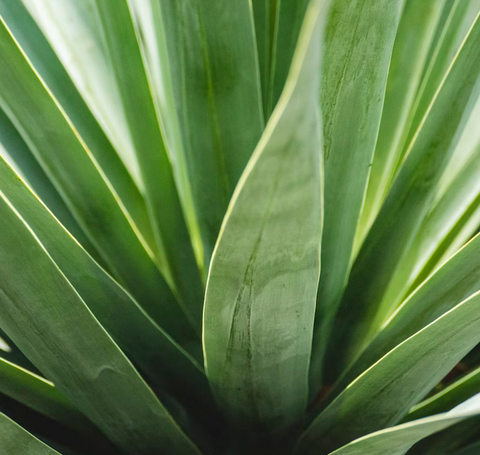 Aloe as a natural beard and mustache conditioner