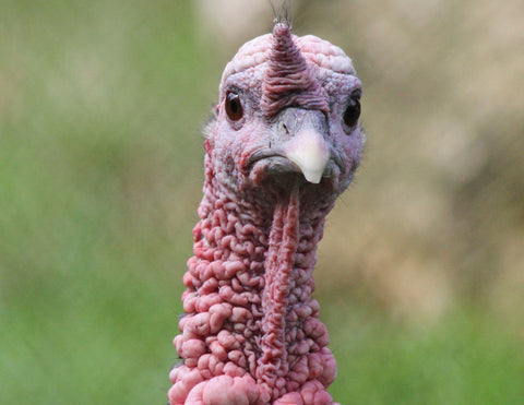 a live turkey looks nervously into the camera
