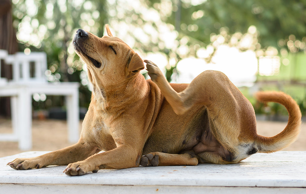 can cbd oil help dogs with allergy relief