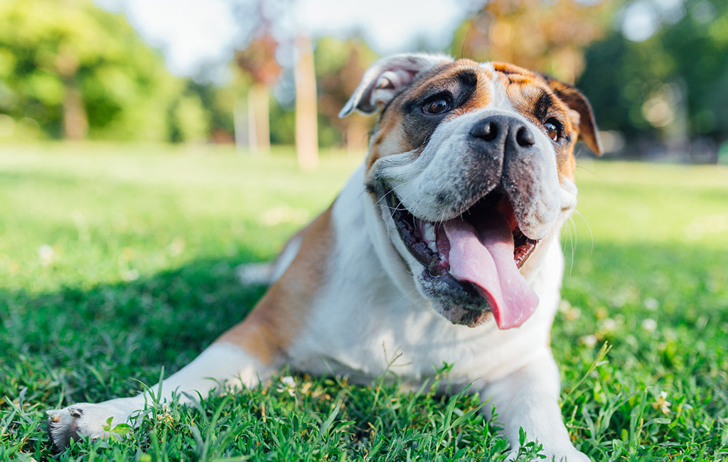 what causes excessive panting in dogs