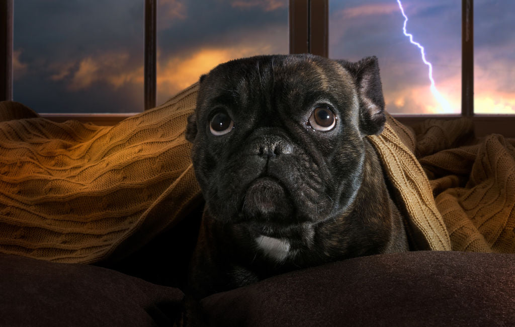 how do you calm a dog down in a thunderstorm