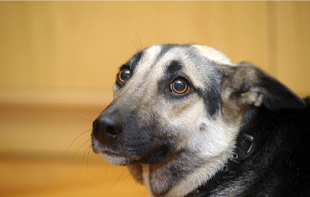 what to do if your dog is afraid of stairs