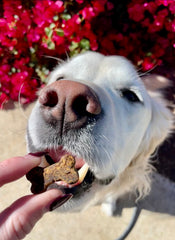 dog eating calming chew