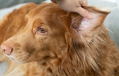 woman lifting dog's ear