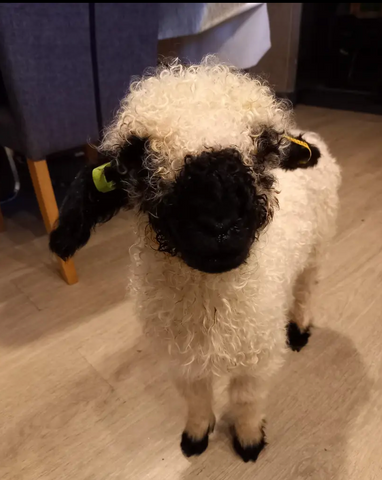 a black nose valia lamb looking face on. his face is completely black with a white body, black feet and ears
