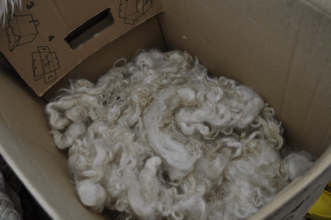 a cardboard box about a quarter filled with curly clean white sheep fleece