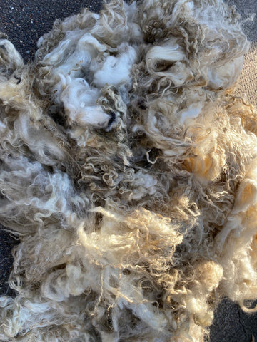 a close up of a dirty white fleece, you can see its long curls