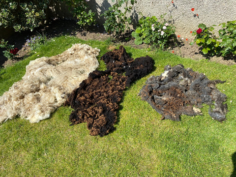 three sheep fleece are laying on the grass, the left is white, the middle is chocolate brown with light brown tips and the right is grey like a brillo pad