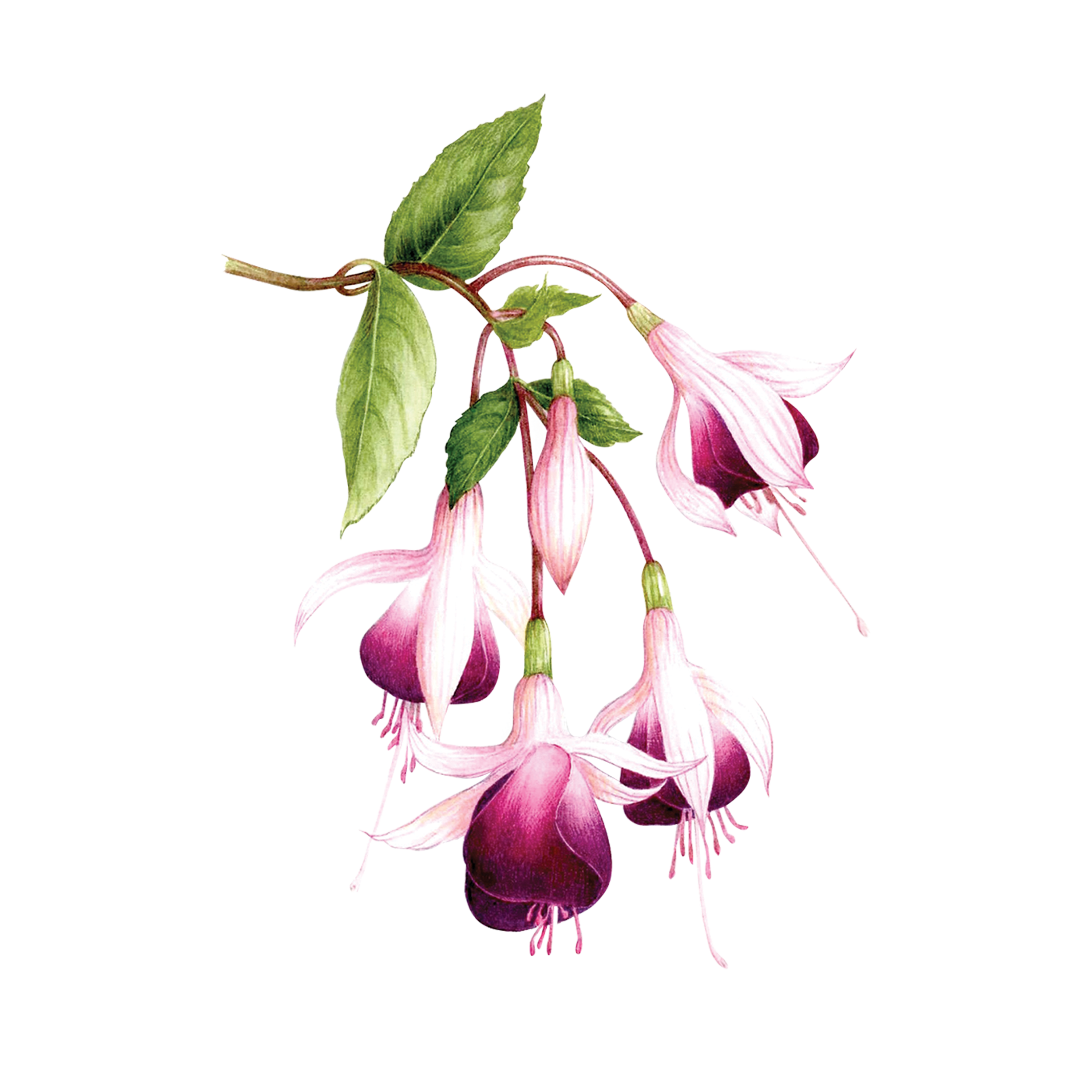 2000 Fuchsia Flower Illustrations RoyaltyFree Vector Graphics  Clip  Art  iStock  Fuchsia flower white background Fuchsia flower isolated