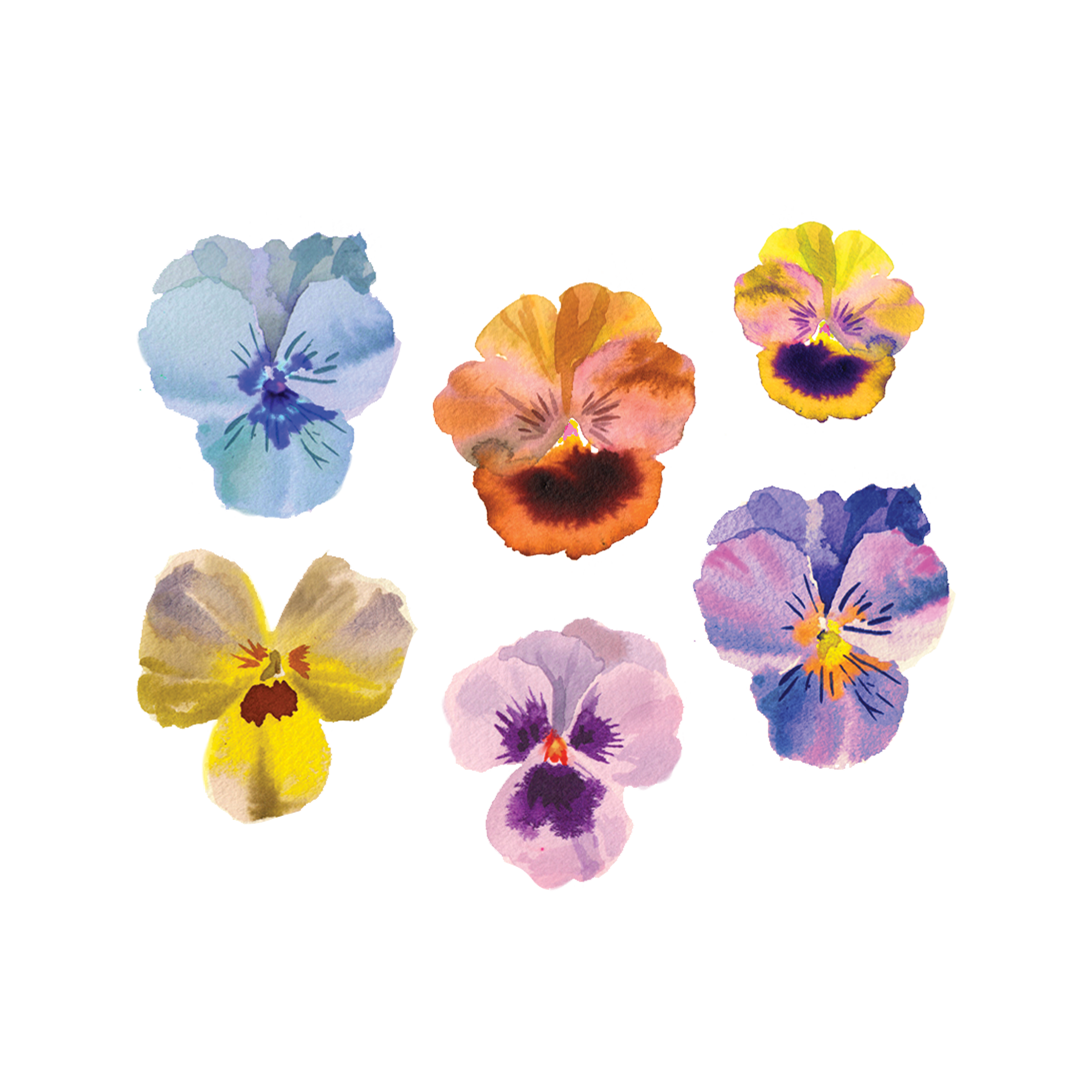 Pansy Temporary Tattoo Sticker  OhMyTat