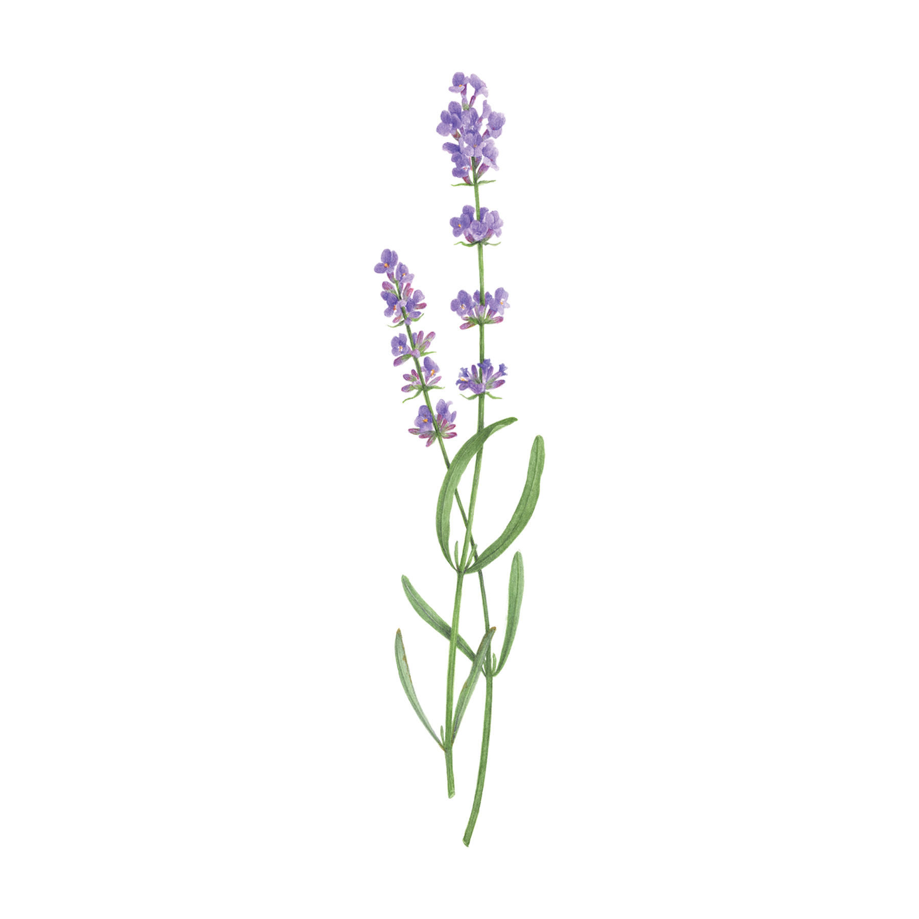 20 Delicate Lavender Sprig Tattoo Ideas  EntertainmentMesh