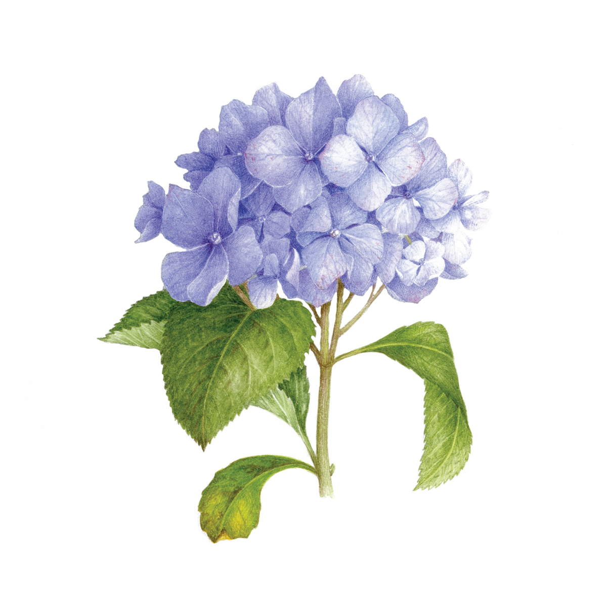 Blue Hydrangea (Scented) by Vincent Jeannerot from Tattly Temporary Tattoos