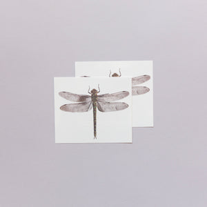 Dragonfly by Joris Hoefnagel from Tattly Temporary Tattoos  Tattly Temporary  Tattoos  Stickers