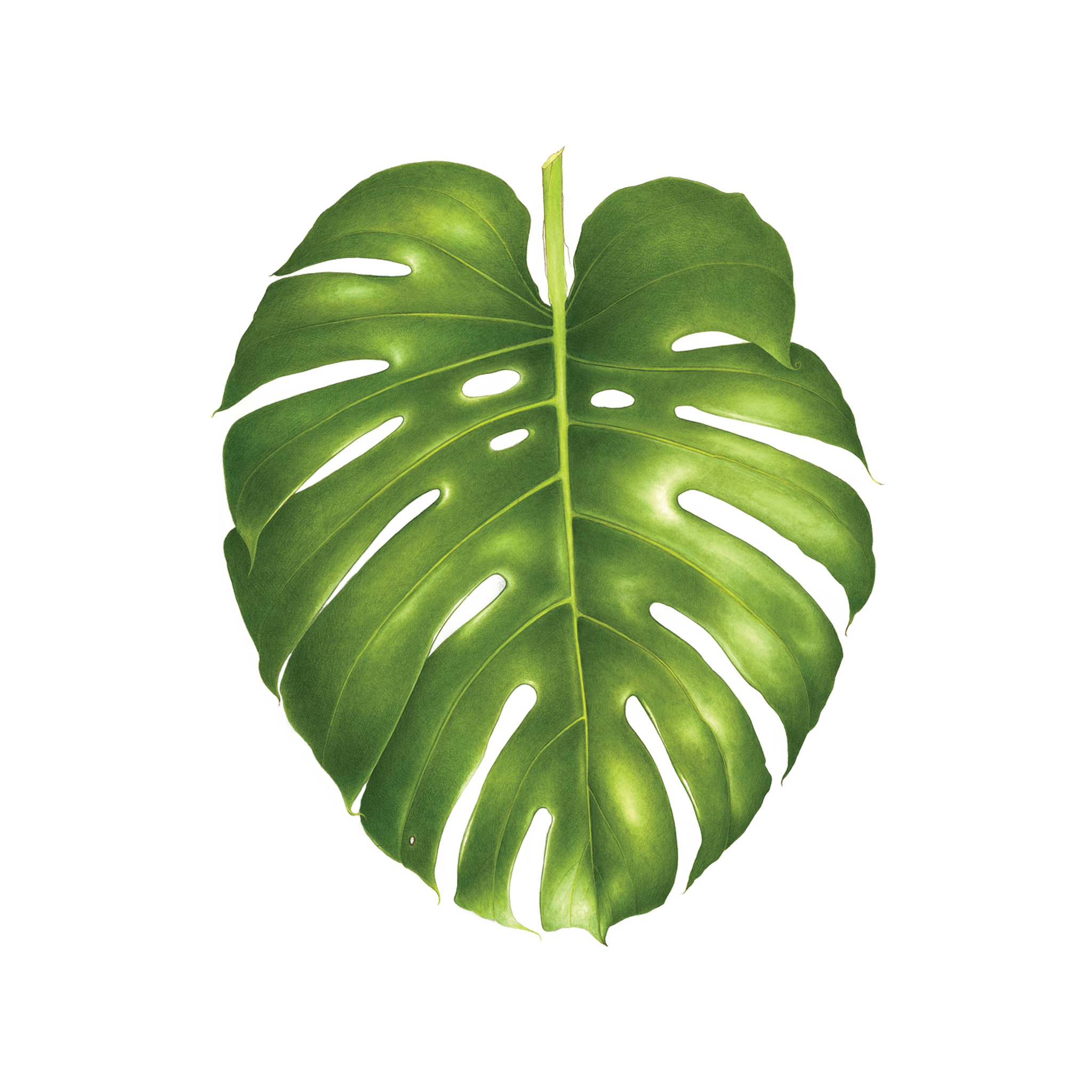 monstera and alocasia leaf Scuse  Annie Miao Tattoo  Facebook