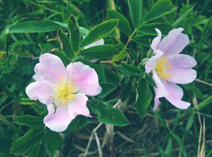 Prairie Roses